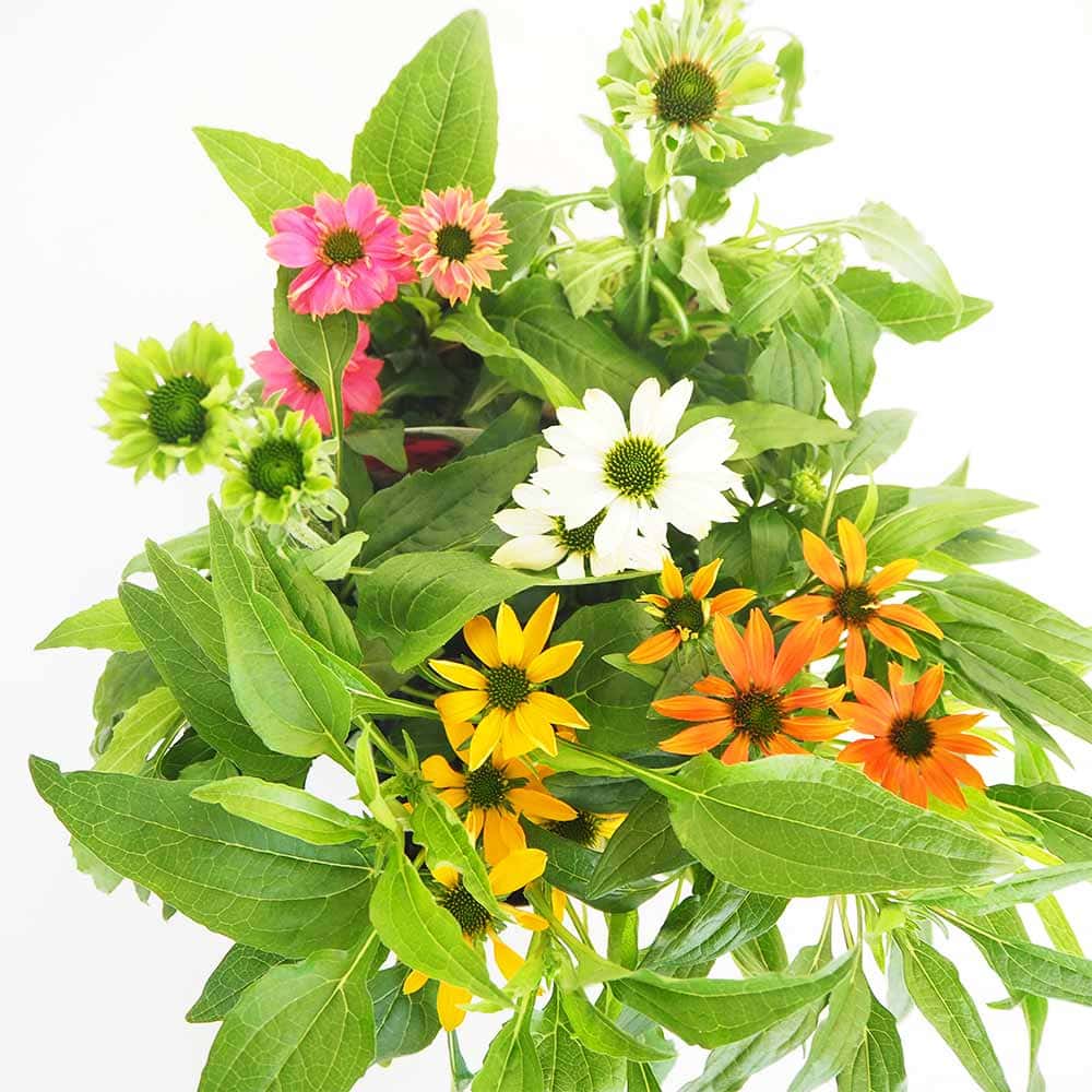 ⑤ モデーア エキナセア 期限2026年6月 エキナセア【花苗 3.5号】｜ 【植物のITANSE】全品送料