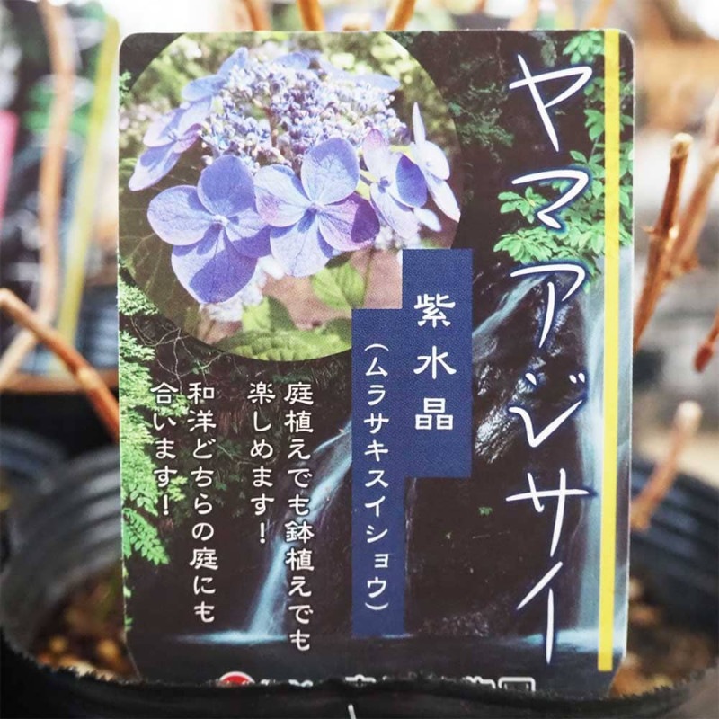 多肉植物 寄せ植え 紫と緑*3 多肉植物 多肉 寄せ植え 1個 - 鉢植え インテリア ガーデニング