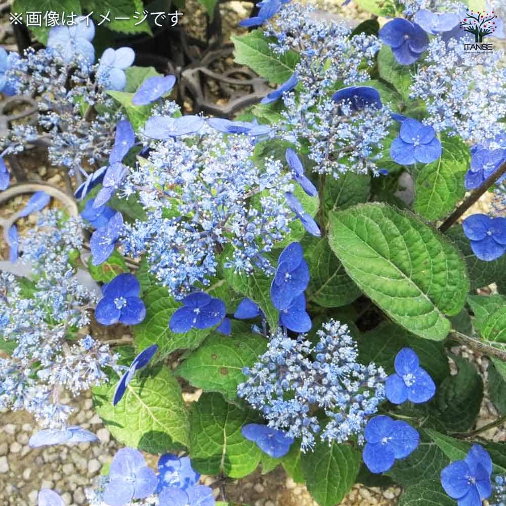 山アジサイ 紫水晶 【花木苗 4号】｜ 【植物のITANSE】全品送料