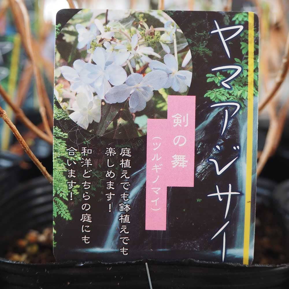 山アジサイ 剣の舞 【花木苗 4号】｜ 【植物のITANSE】全品送料