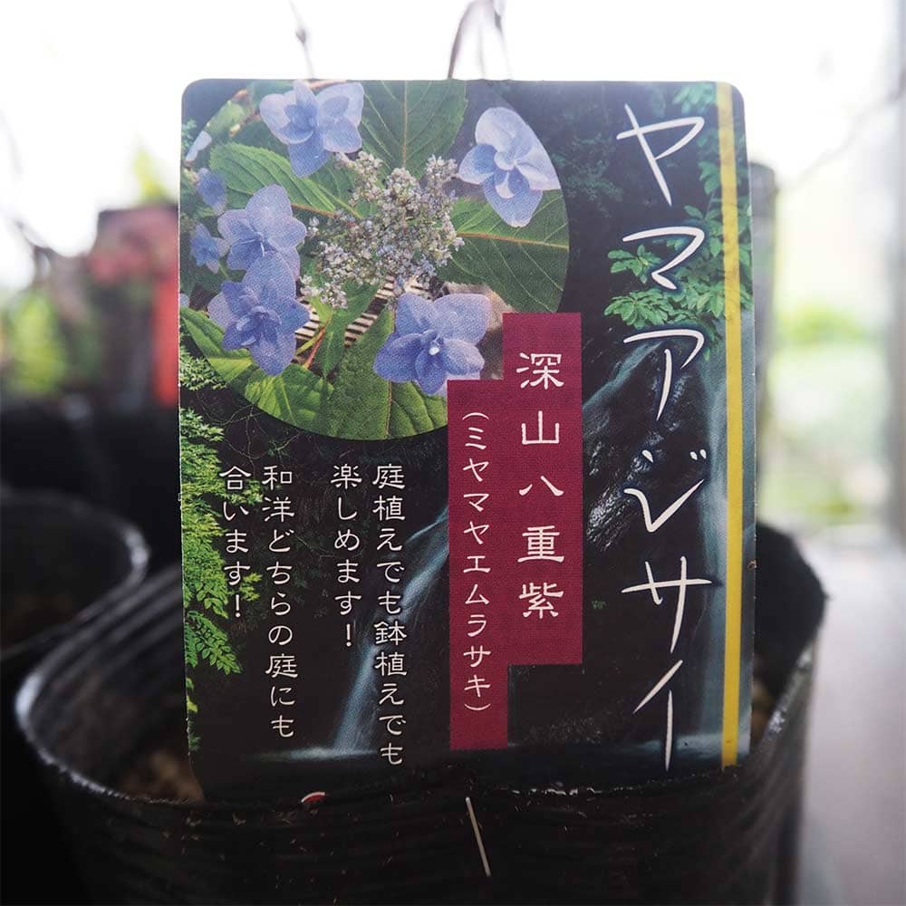 山アジサイ 深山八重紫 【花木苗 4号】｜ 【植物のITANSE】全品