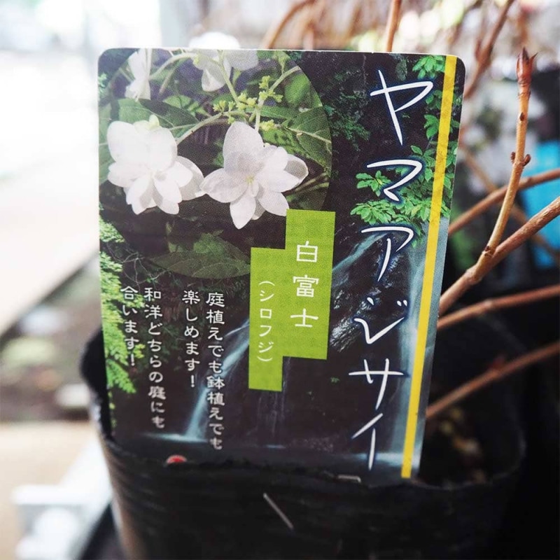 花終わり訳ありアジサイ 花色・品種ミックス2個～【花苗 3.5～6号鉢