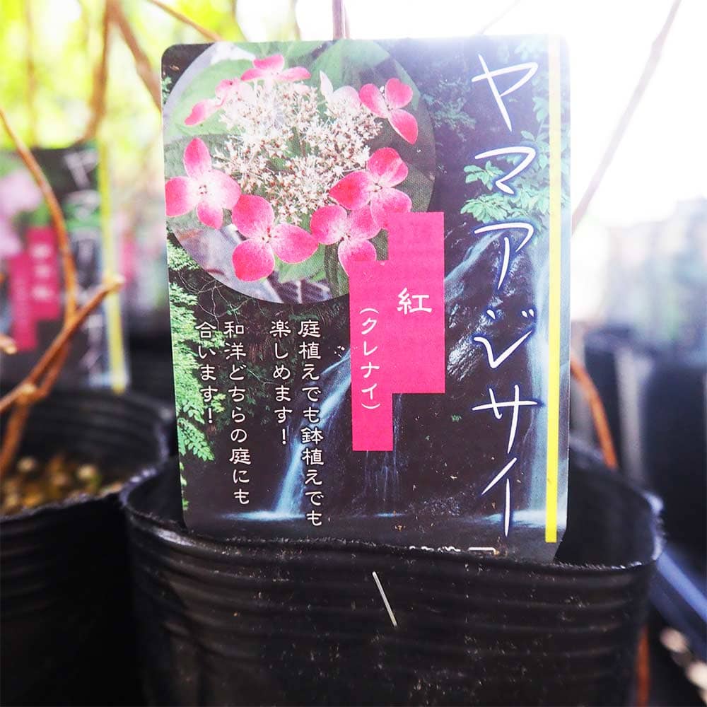 アジサイ／ハイドランジア｜【植物のITANSE】全品送料無料・即出荷!