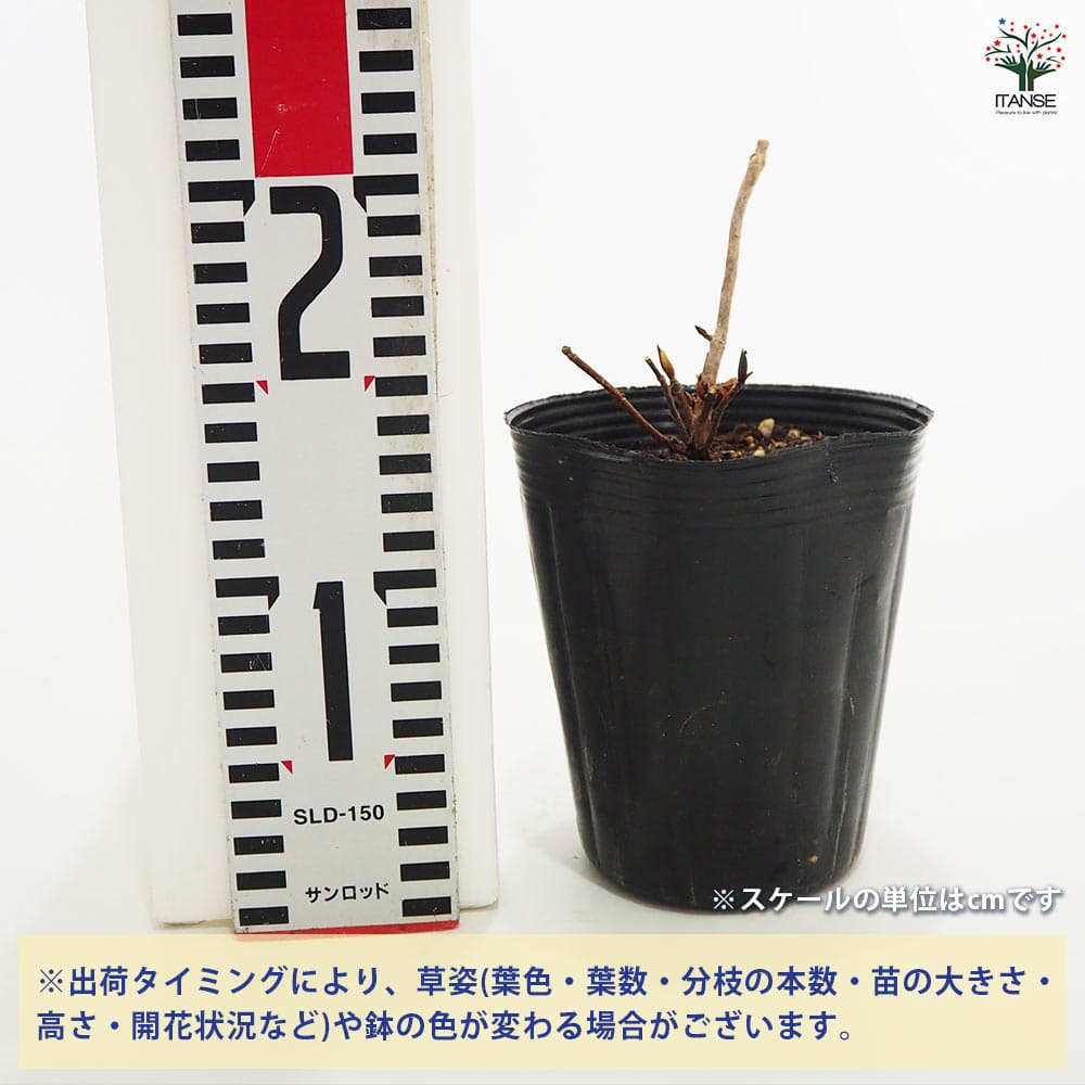 山アジサイ 伊予虹 【花木苗 4号】｜ 【植物のITANSE】全品送料