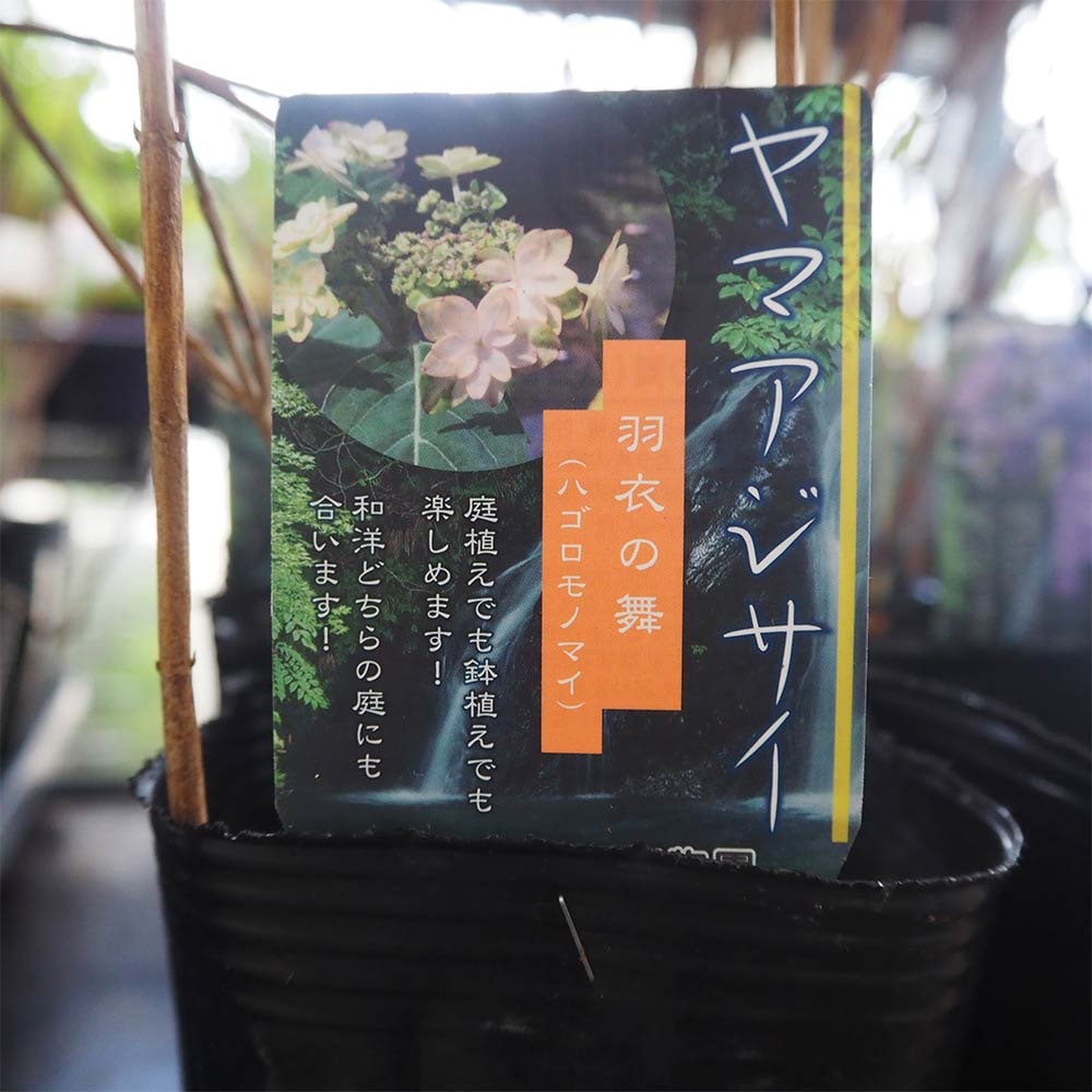 山アジサイ 羽衣の舞 【花木苗 4号】