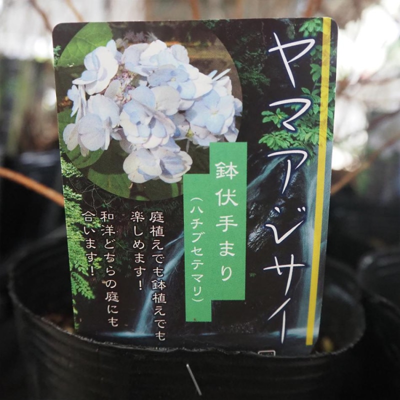 ハリツルマサキ 【花木苗 4号鉢】｜ 【植物のITANSE】全品送料