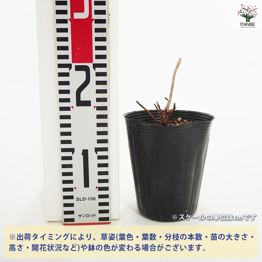 山アジサイ 鉢伏手まり 【花木苗 4号】｜ 【植物のITANSE】全品
