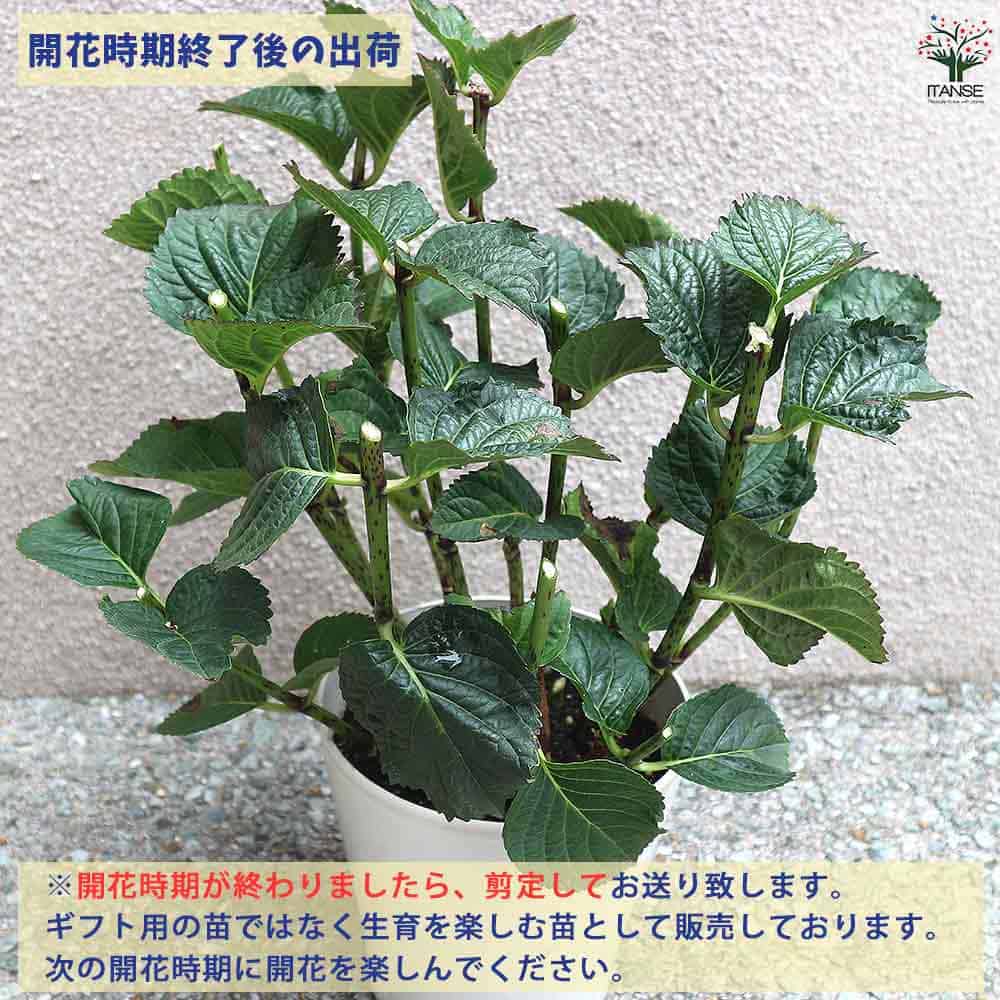 山アジサイ 日高新錦山 【花木苗 4号】｜ 【植物のITANSE】全品