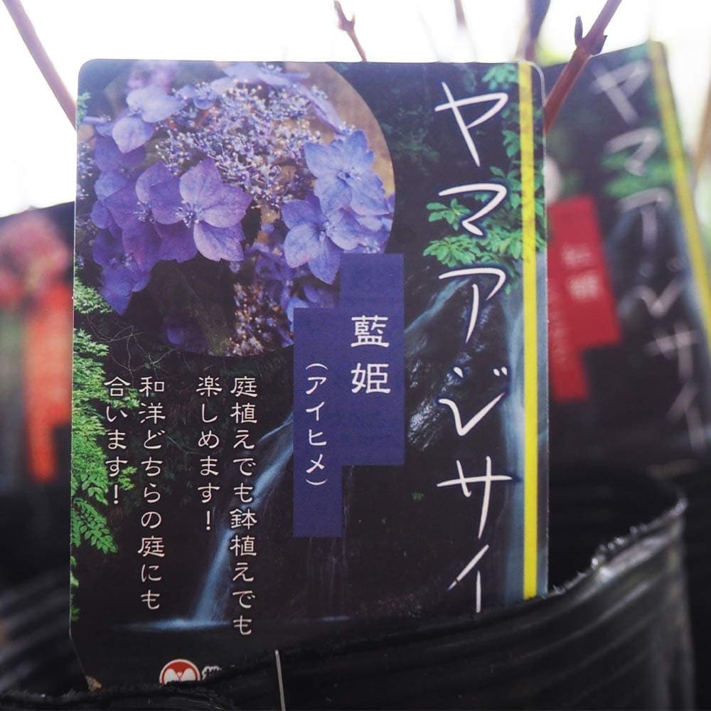 山アジサイ 藍姫 【花木苗 4号】｜ 【植物のITANSE】全品送料