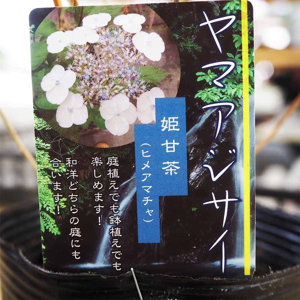 山アジサイ 姫甘茶 【花木苗 4号】｜ 【植物のITANSE】全品送料