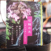 山アジサイ 石鎚の光 【花木苗 4号】|植木・花木
