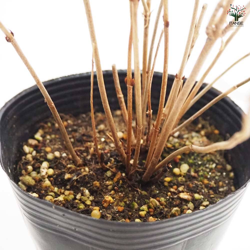 山アジサイ 八重咲甘茶 【花木苗 4号】｜ 【植物のITANSE】全品