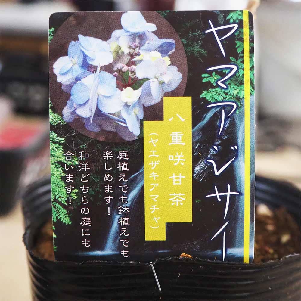 山アジサイ 八重咲甘茶 【花木苗 4号】｜ 【植物のITANSE】全品