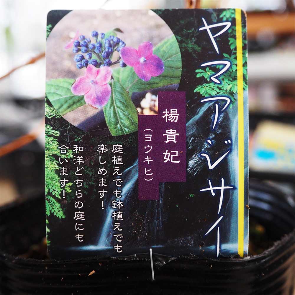 山アジサイ 楊貴妃 【花木苗 4号】｜ 【植物のITANSE】全品送料