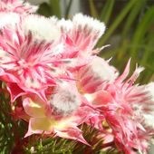 セルリア カルメン 【花木苗 5号／1個売り】|植木・花木