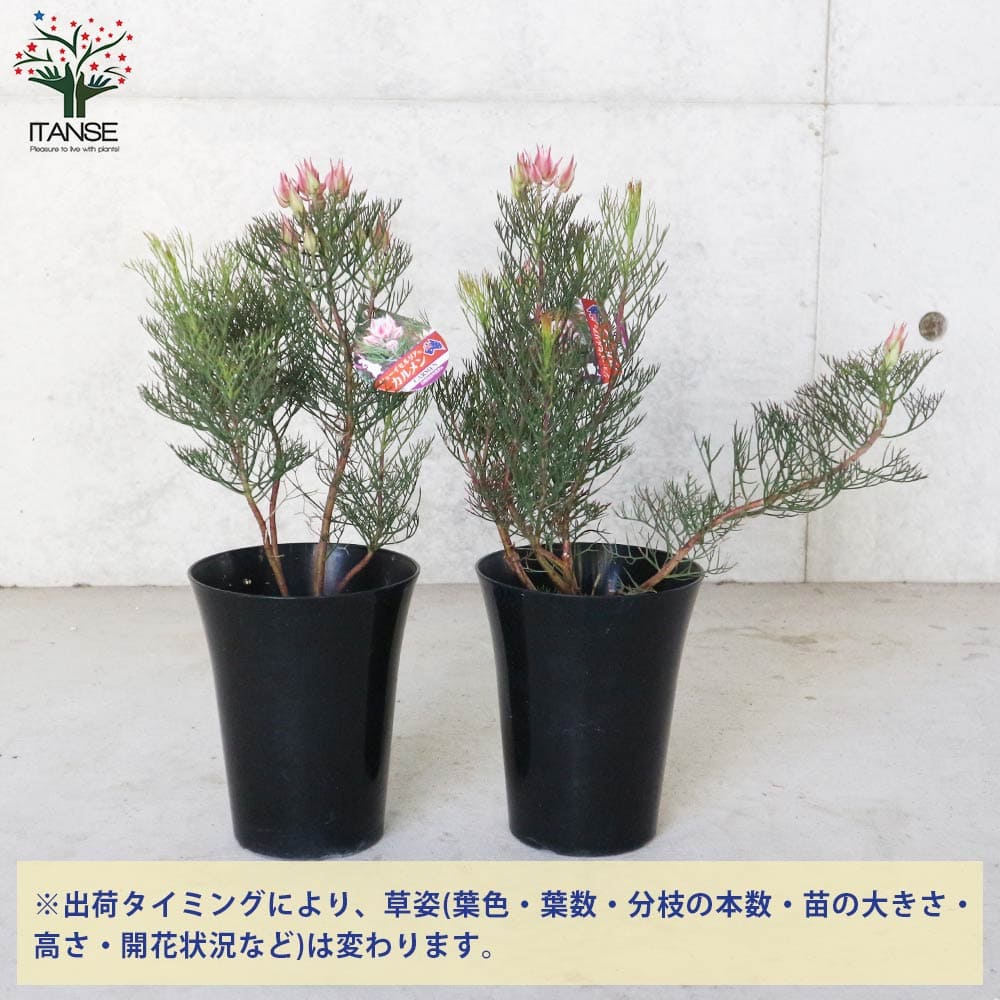 セルリア カルメン 【花木苗 5号／1個売り】｜ 【植物のITANSE