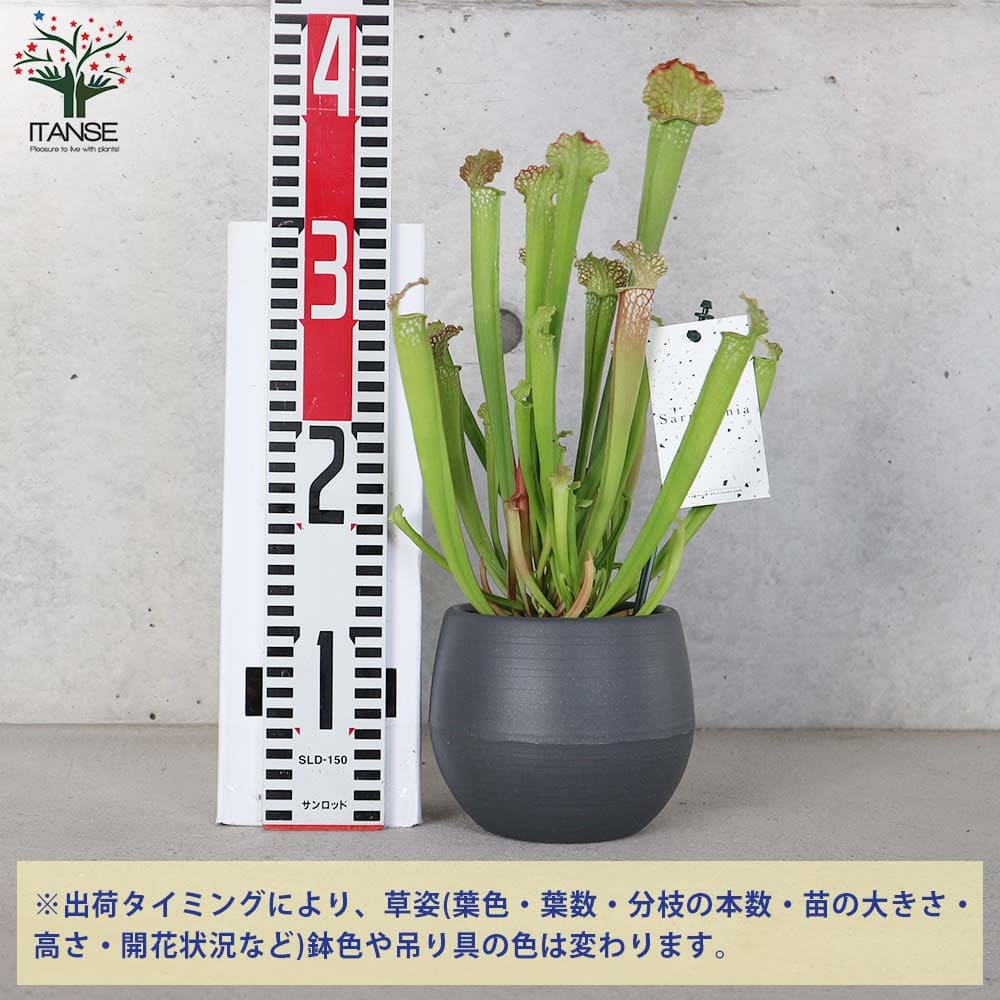 追加商品画像