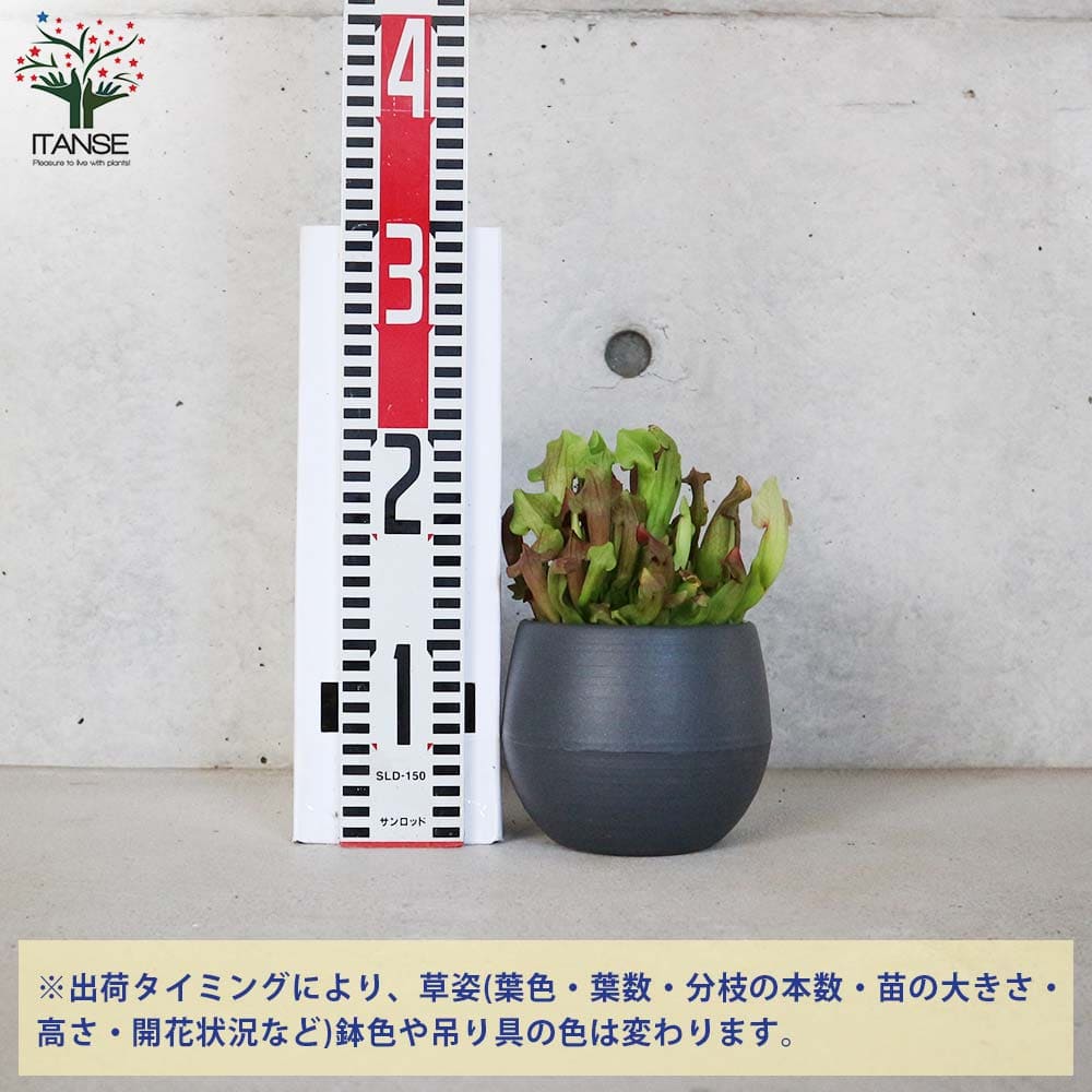 追加商品画像
