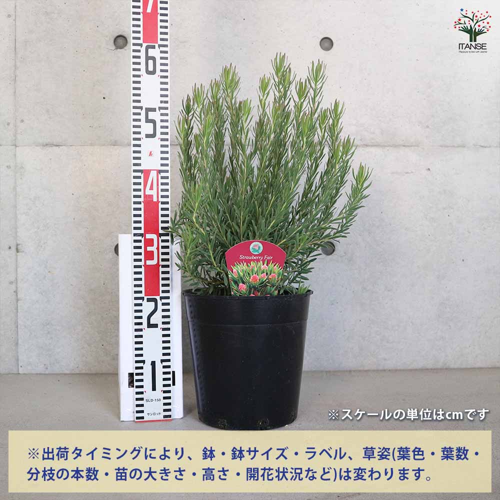 ◎MON◎です♪複数割引！ブルーベリー3 リューカデンドロン5 リンドウ2 ◎MON◎様専用です♪複数割引！ブルーベリー3 リューカデンドロ