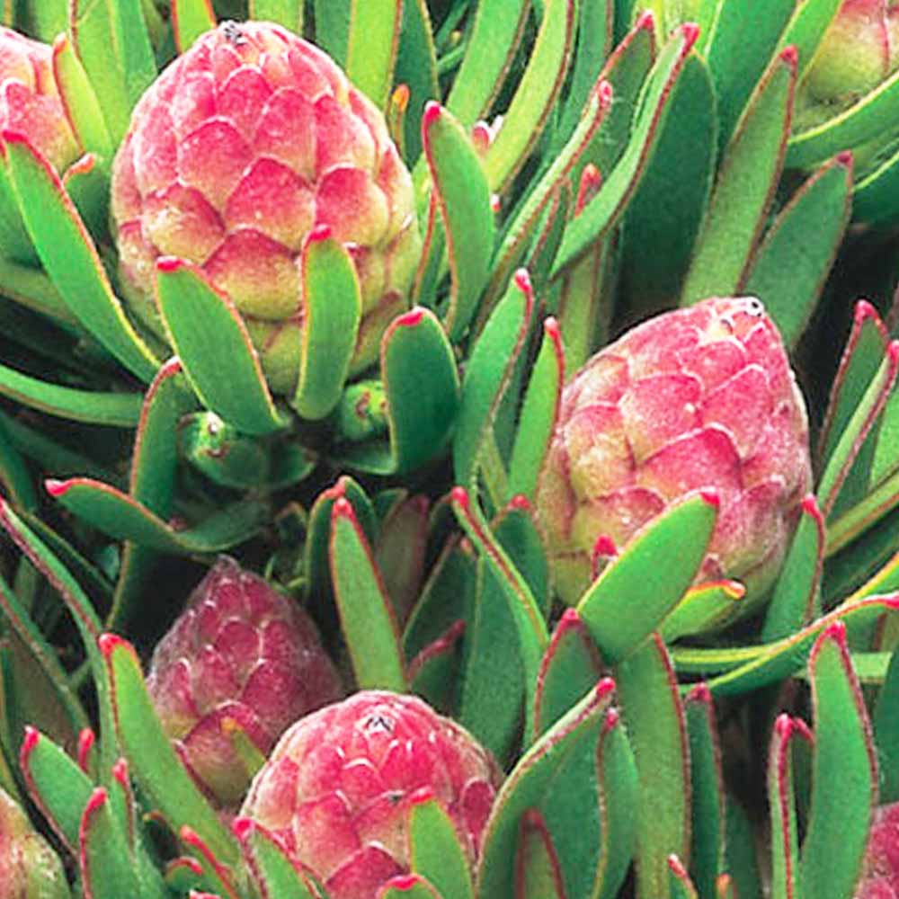 リューカデンドロン ストロベリーフェア 【花木苗 7号／1個売り