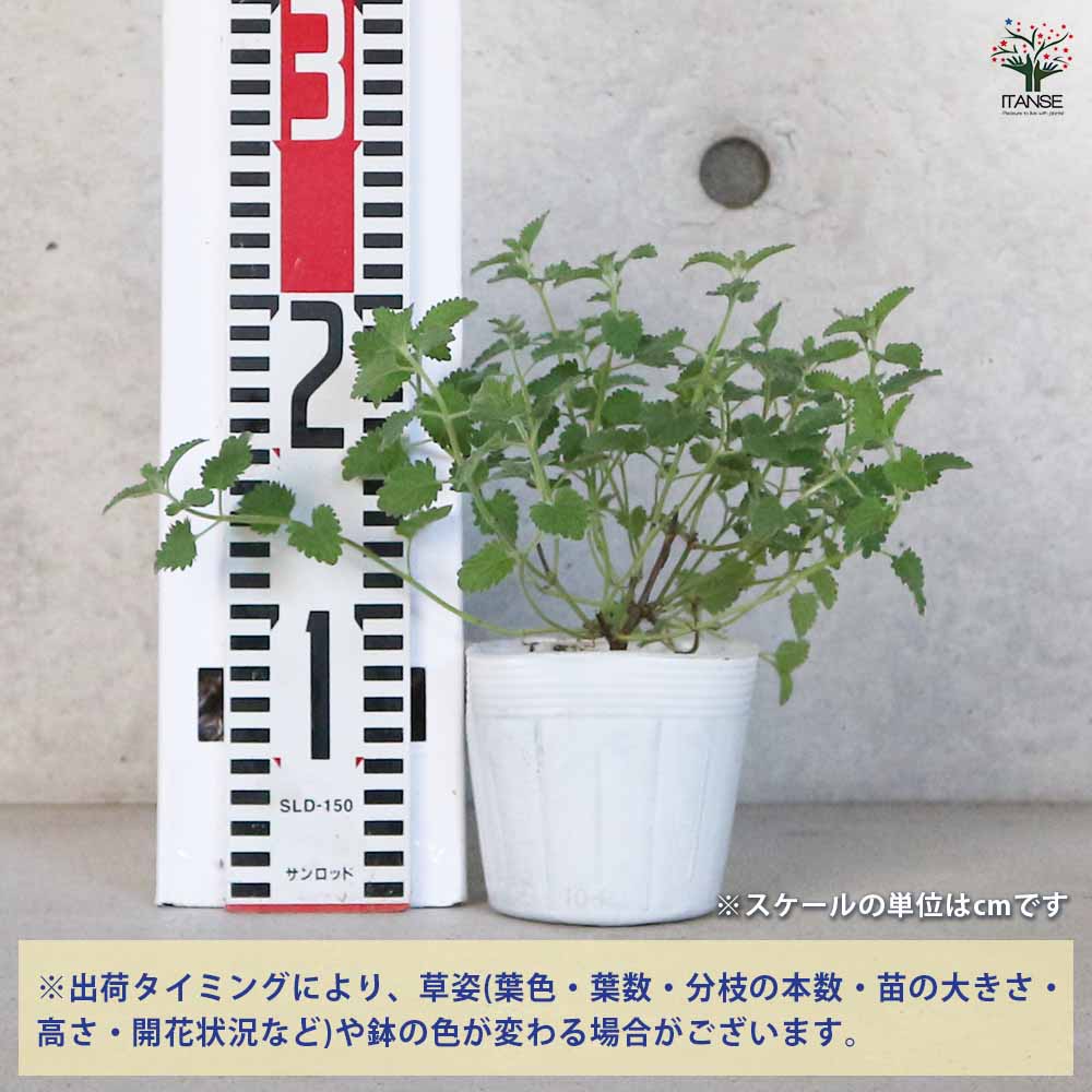 追加商品画像