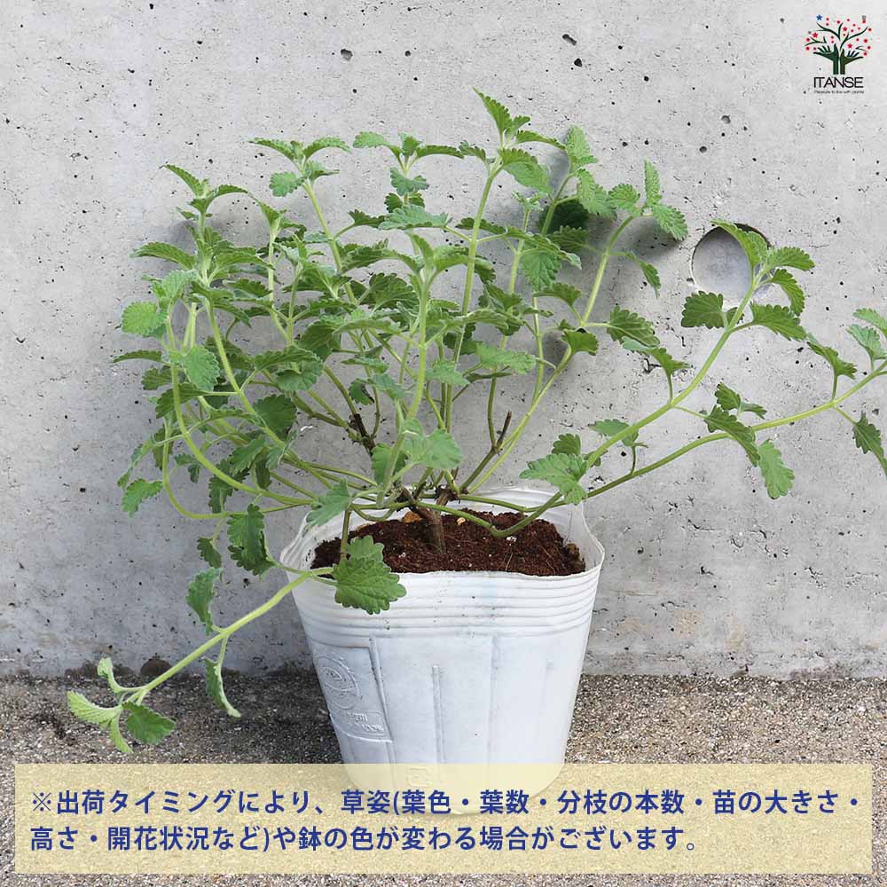 追加商品画像