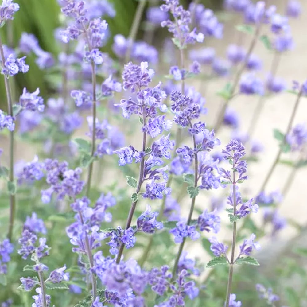 キャットミント シックスヒルズ 【ハーブの苗 3.5号】