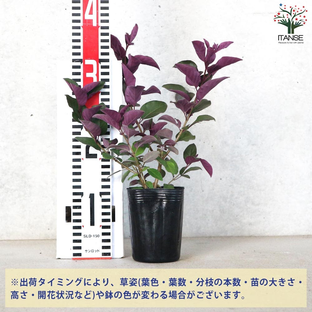 ミツバハマゴウ プルプレア 【花苗 3号】｜ 【植物のITANSE