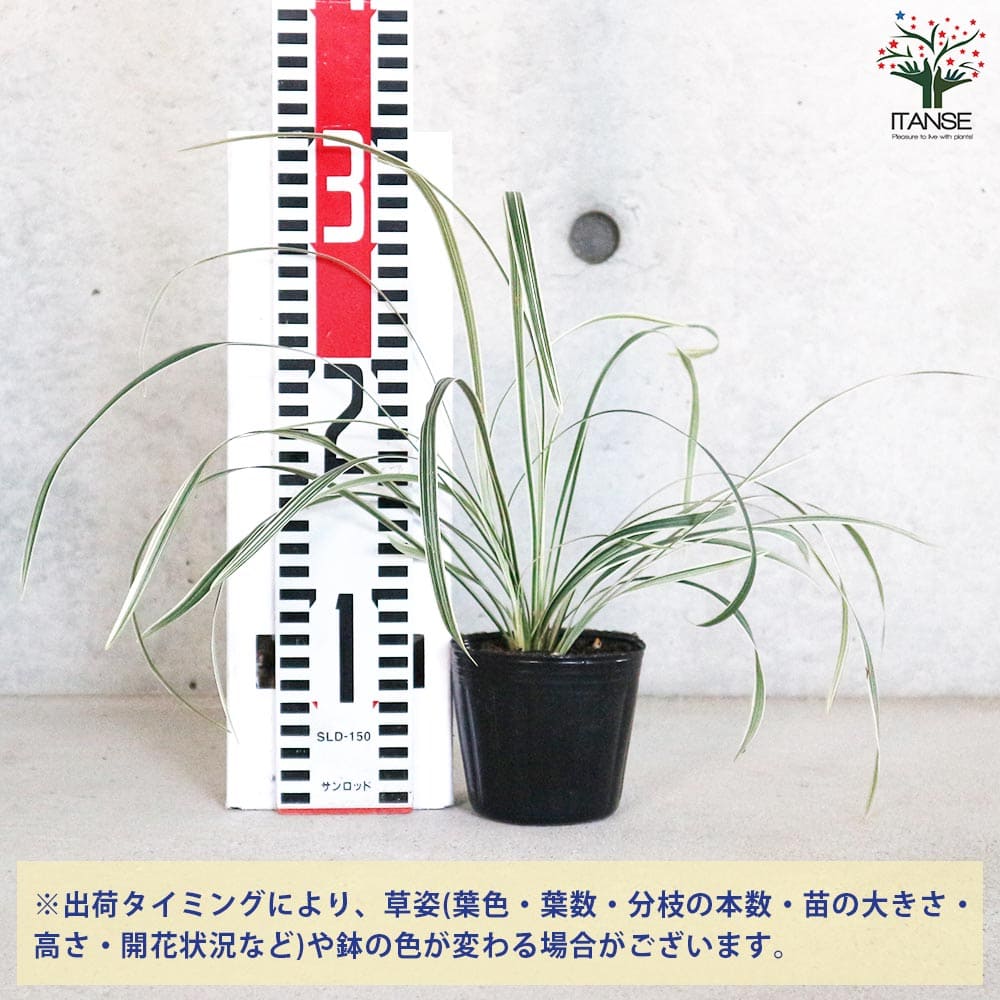 ミスカンサス シルクロード 【花苗 3号】｜ 【植物のＩＴＡＮＳＥ】全品送料無料・即出荷!