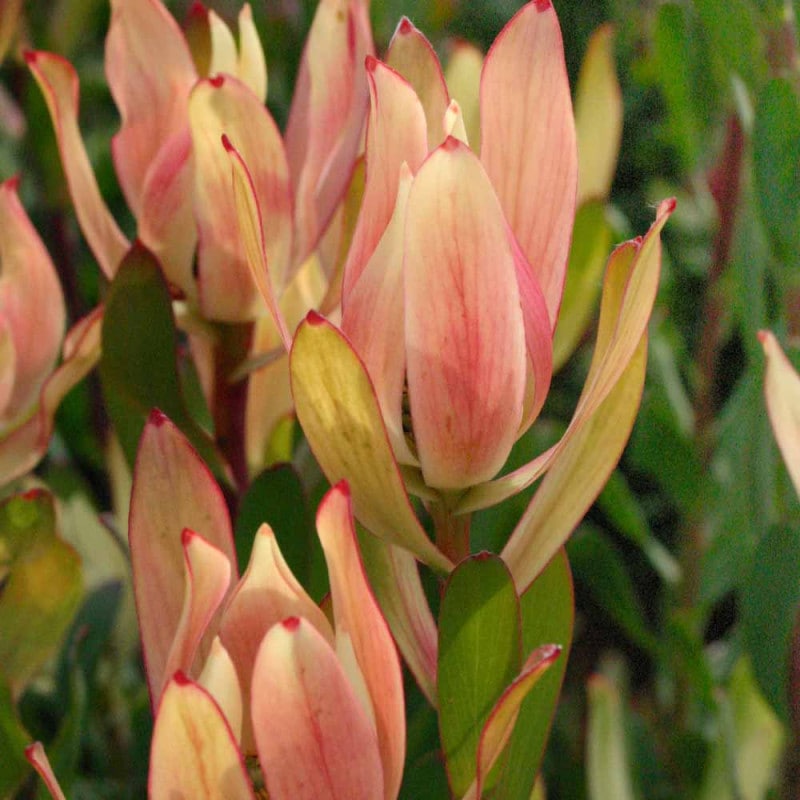 【特大株】バンクシア バースデーキャンドル 8号 バンクシア バースデーキャンドル | 沼ノ上農園