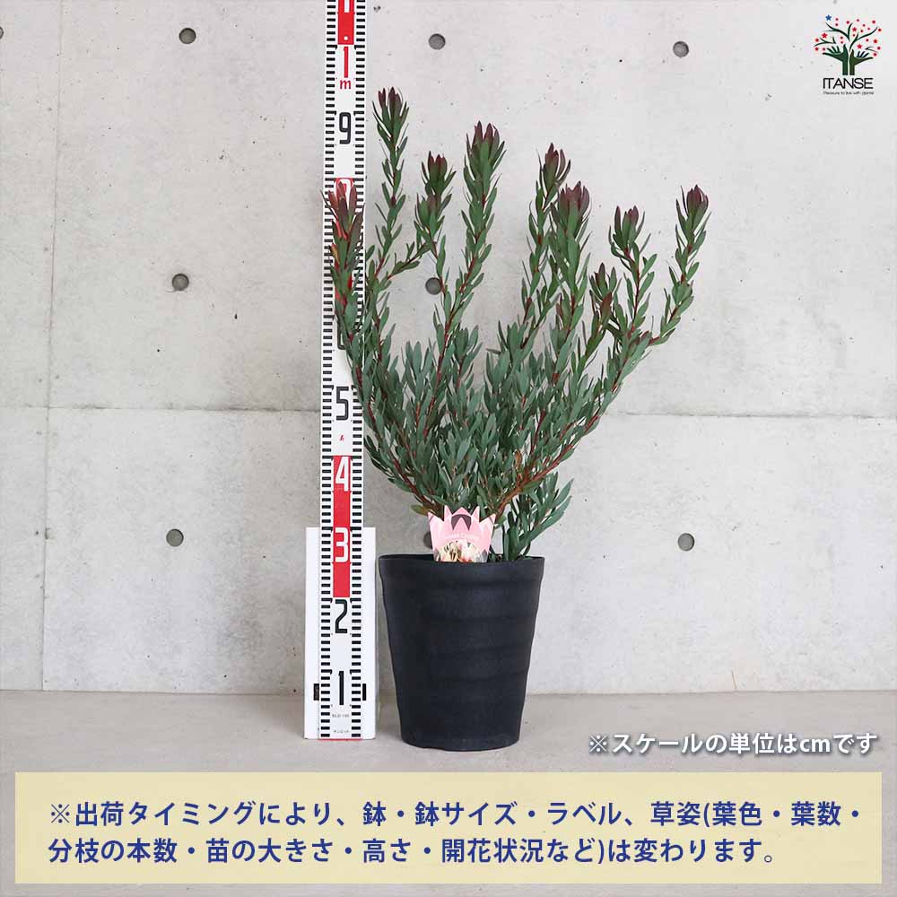 リューカデンドロン 16キャンドルズ 【花木苗 8号／1個売り】｜ 【植物