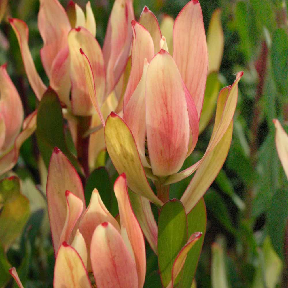 リューカデンドロン 16キャンドルズ 【花木苗 8号／1個売り】｜ 【植物