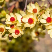 リューカデンドロン サマーサン 【花木苗 8号／1個売り】|植木・花木