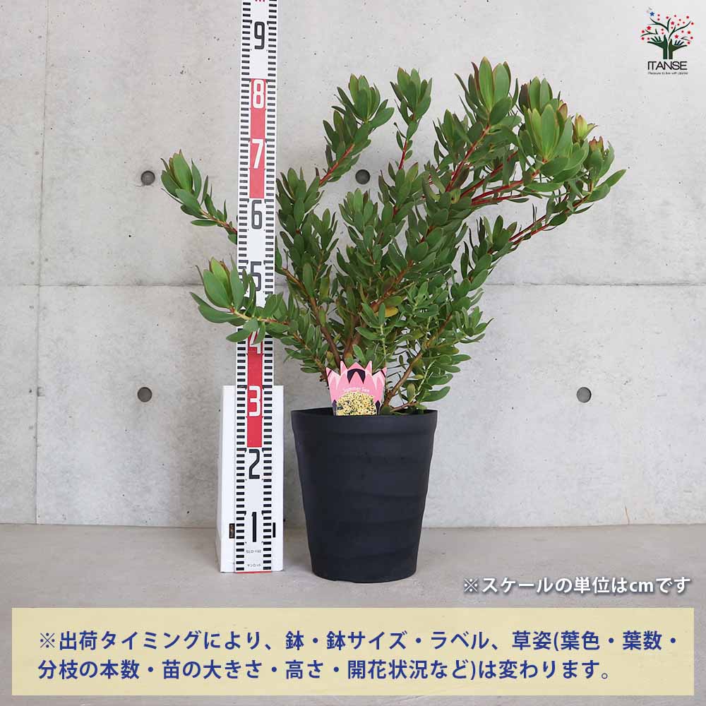 リューカデンドロン サマーサン 【花木苗 8号／1個売り】｜ 【植物の