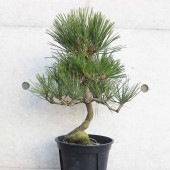 黒松 曲がり 【庭木 7号／1個売り】|植木・花木
