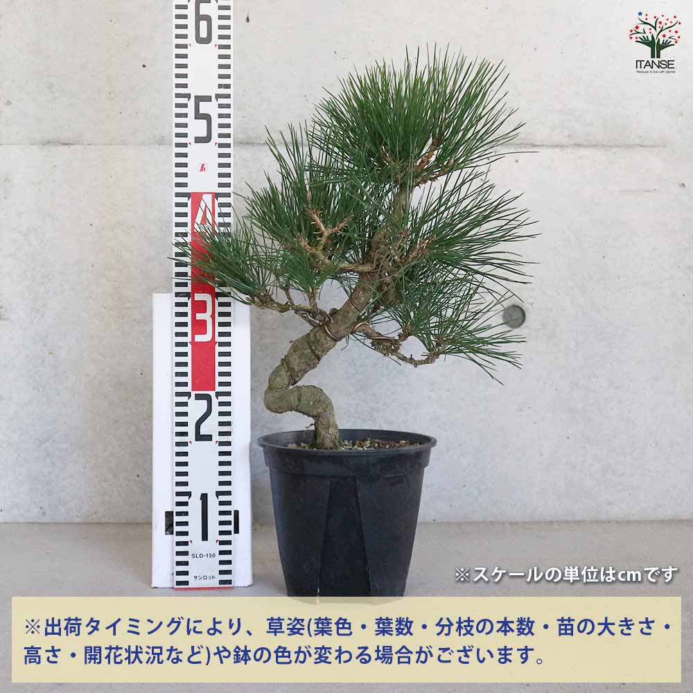 黒松 曲がり 【庭木 7号／1個売り】｜ 【植物のITANSE