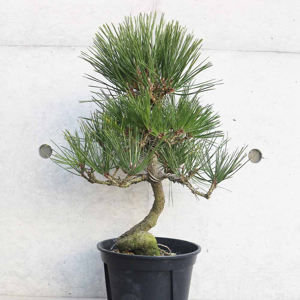 古木　三河黒松　葉性良し　天ジン　太幹約7cm 三河黒松 葉性良し 天ジン 太幹約7cm 三河黒松 花脊（はなせ）