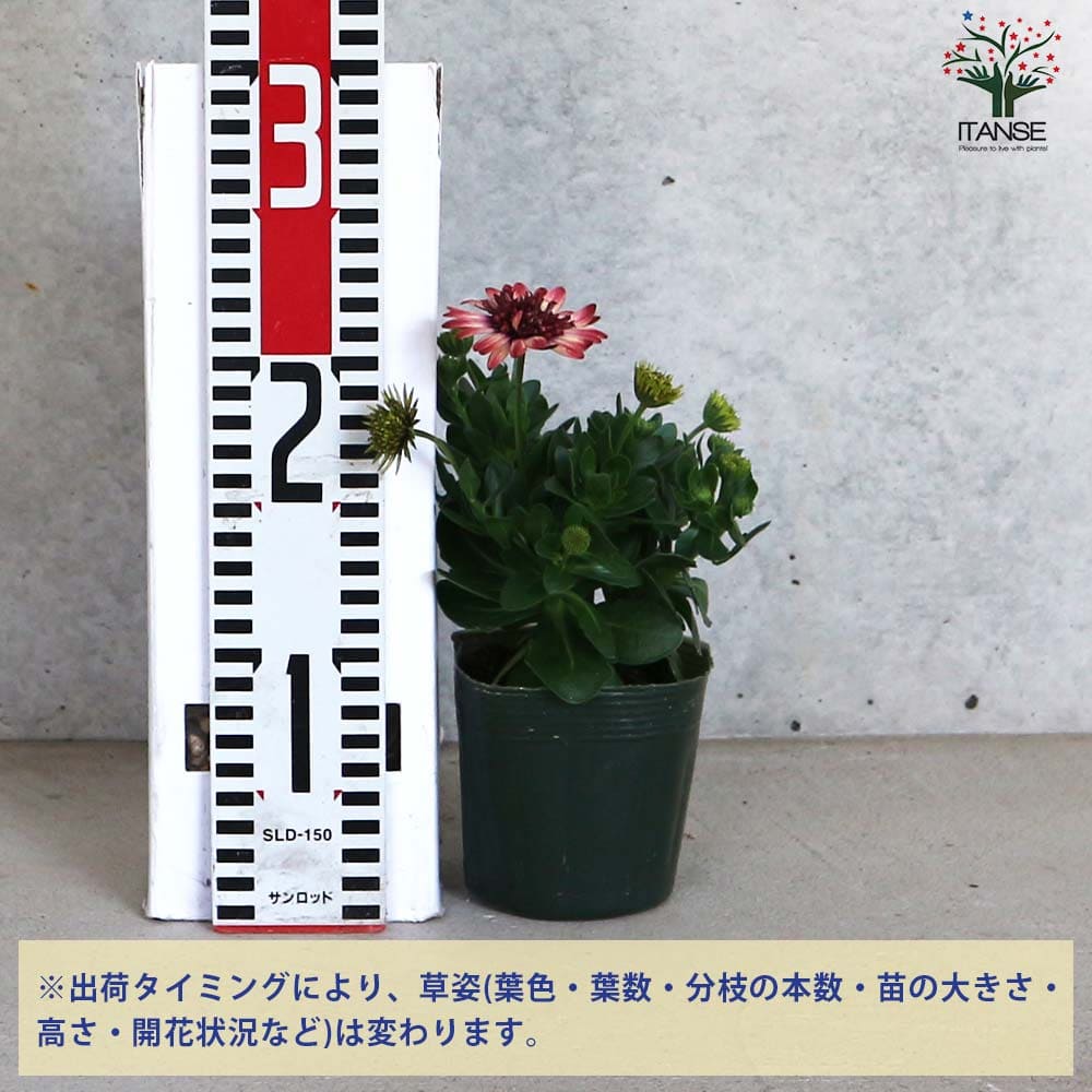 オステオスペルマム 茜ロマン 【花苗 3.5号】｜ 【植物のITANSE
