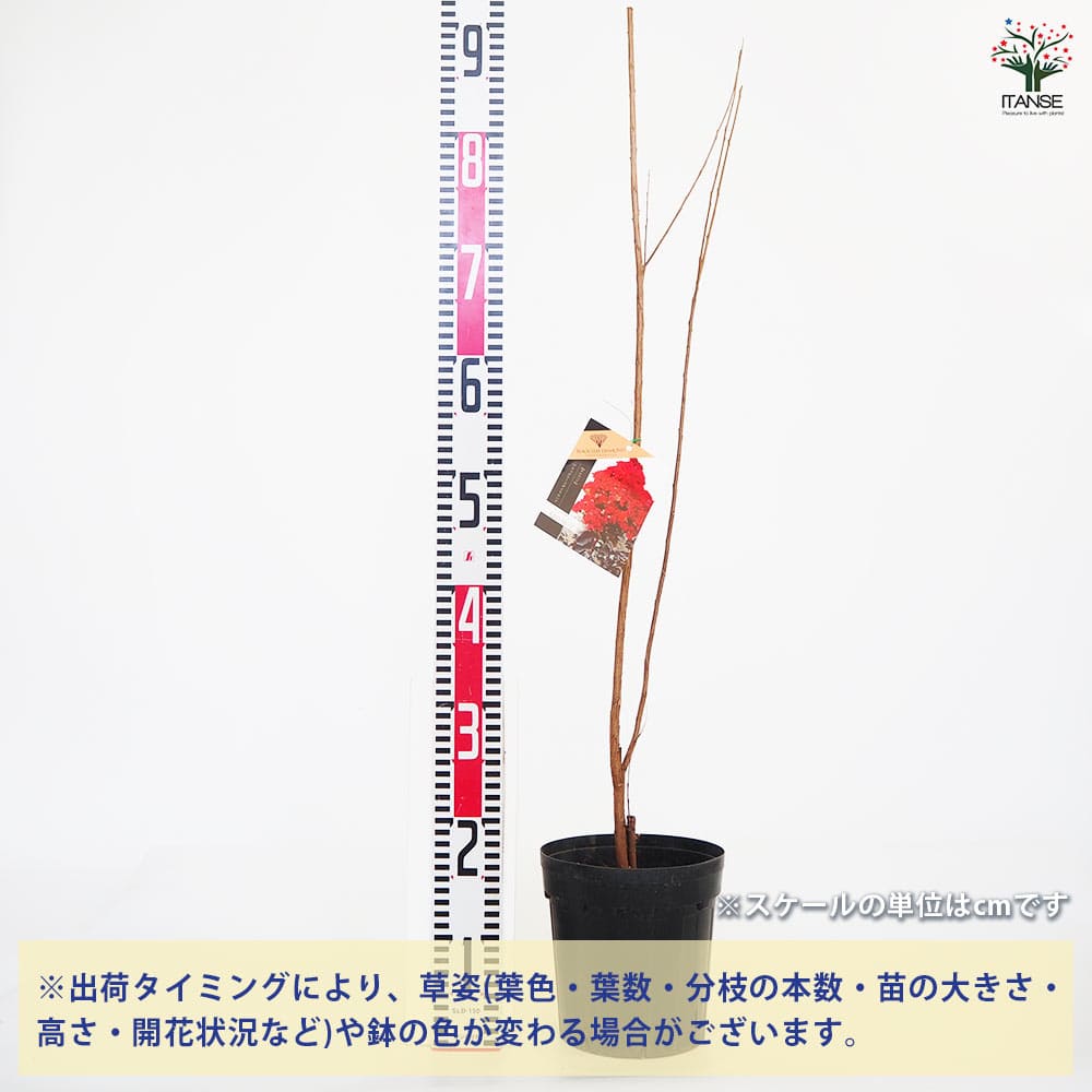 サルスベリ ブラックリーフD レッドホット 【花木苗 6号／1個売り