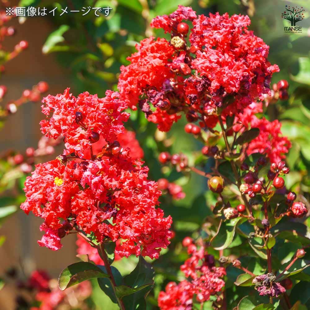 紅まさり切り苗　　５００本 サルスベリ ブラックリーフD レッドホット 【花木苗 6号／1個売り