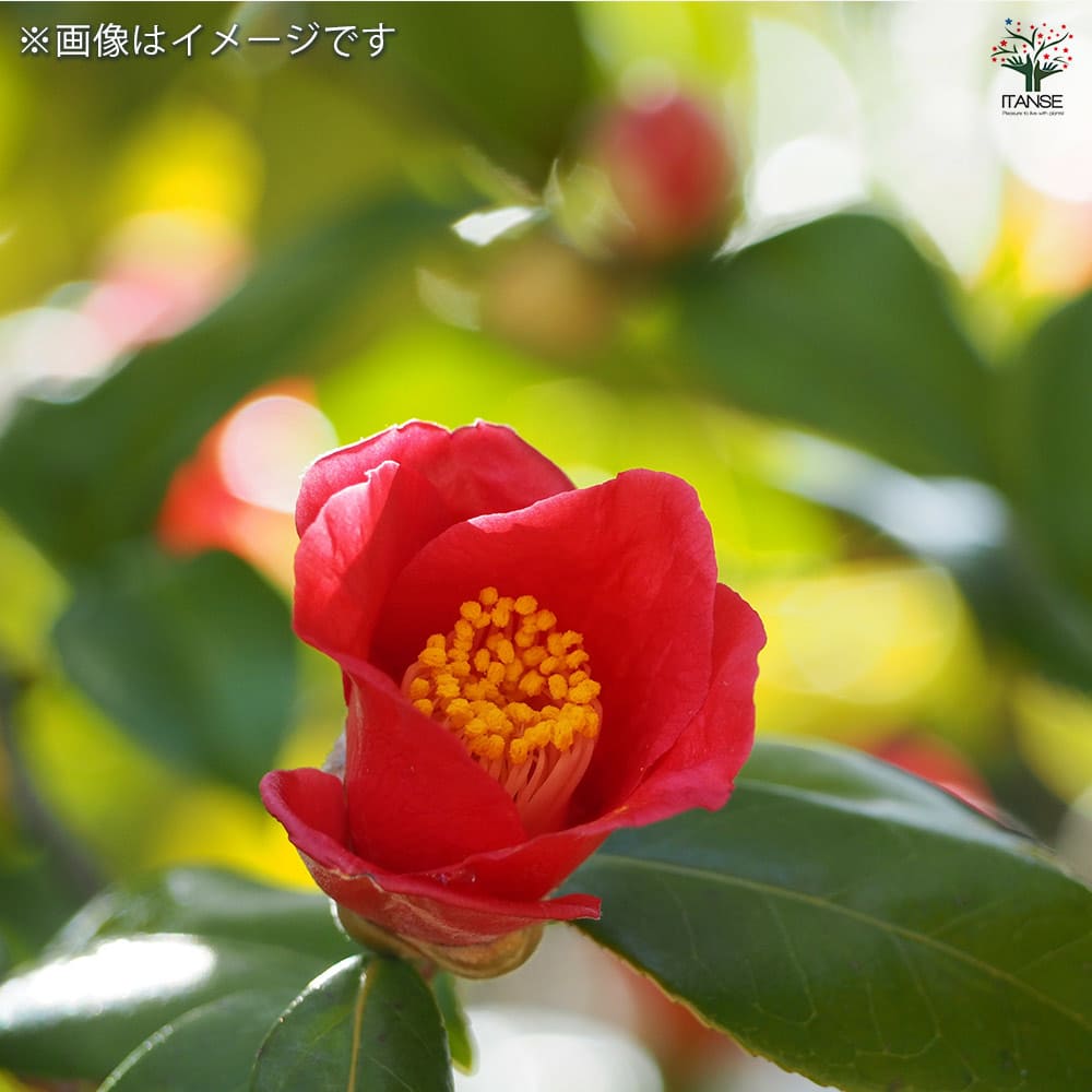 椿(ツバキ)の苗木 伊予侘芯 【花木苗 3.5号／1個売り】｜ 【植物の