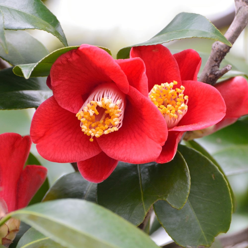 椿(ツバキ)の苗木 伊予侘芯 【花木苗 3.5号／1個売り】