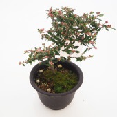 天皇梅 【花木苗 4号】|植木・花木