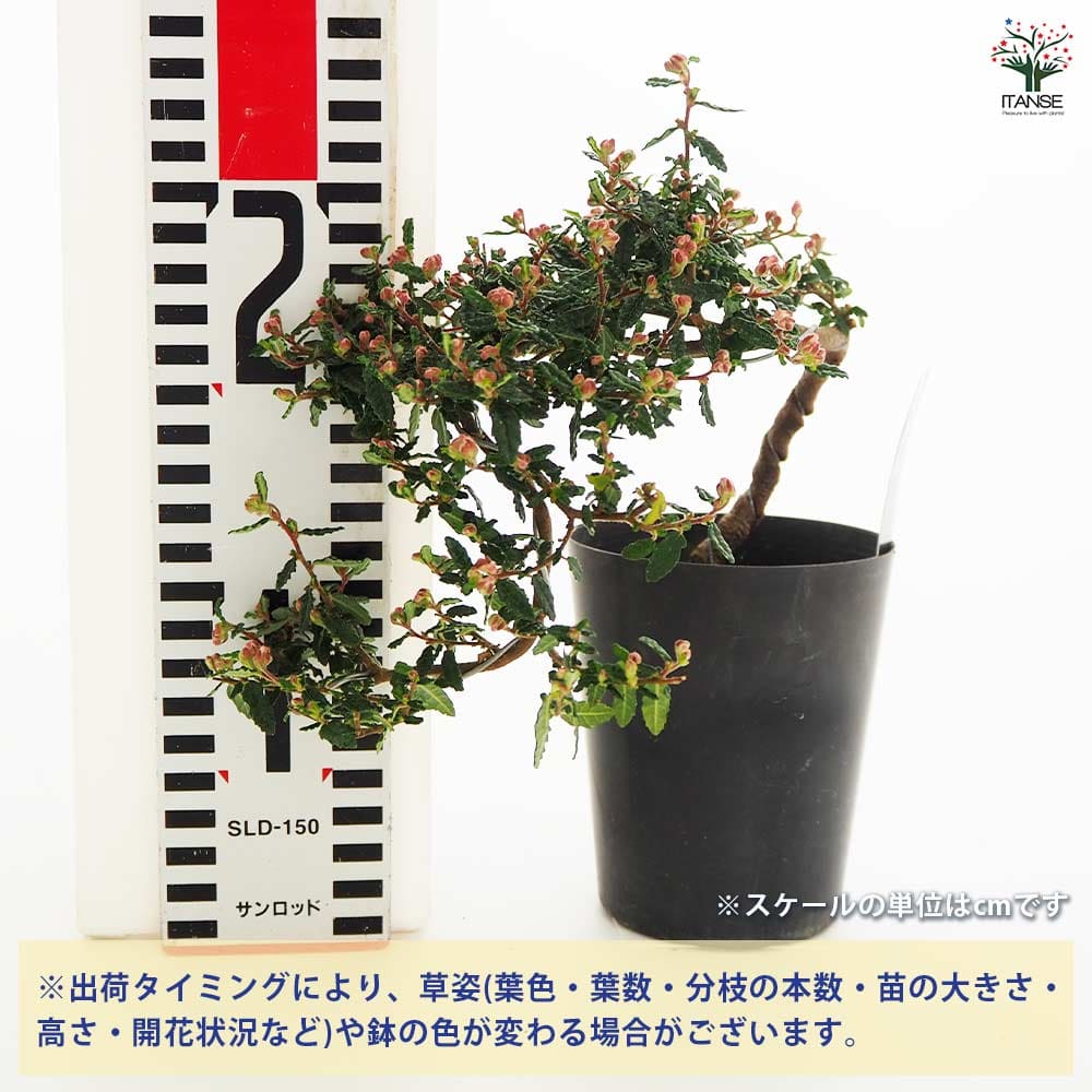 超特大古木　天皇梅　観葉植物 グレー鉢 約70cm 超特大古木 天皇梅 観葉植物 グレー鉢 約70cm