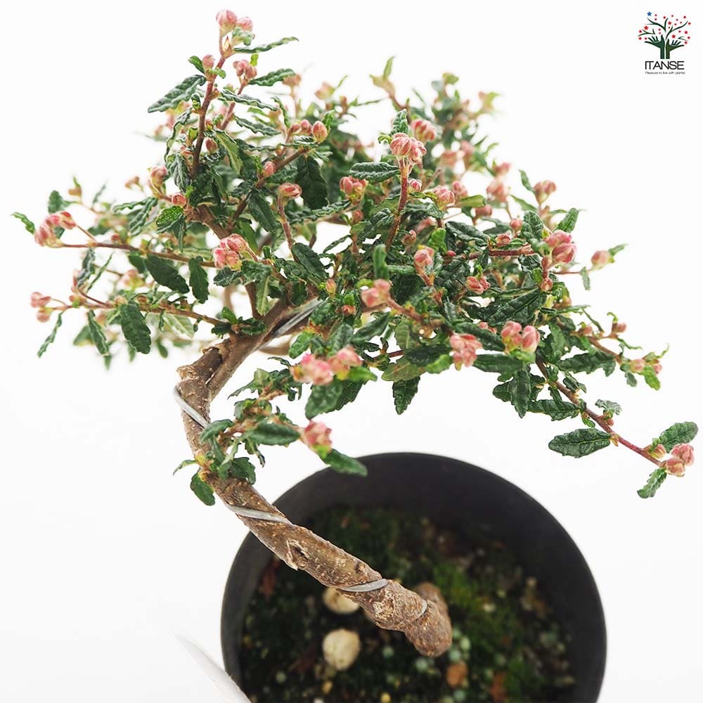 天皇梅 しだれ 【花木苗 3号】｜ 【植物のITANSE】全品