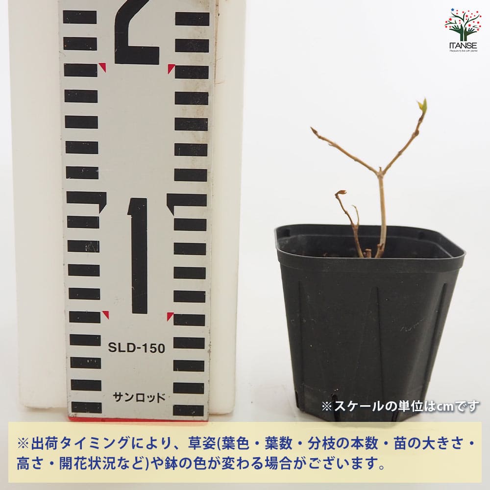 山アジサイ 剣の舞 【花木苗 3号】｜ 【植物のITANSE】全品送料