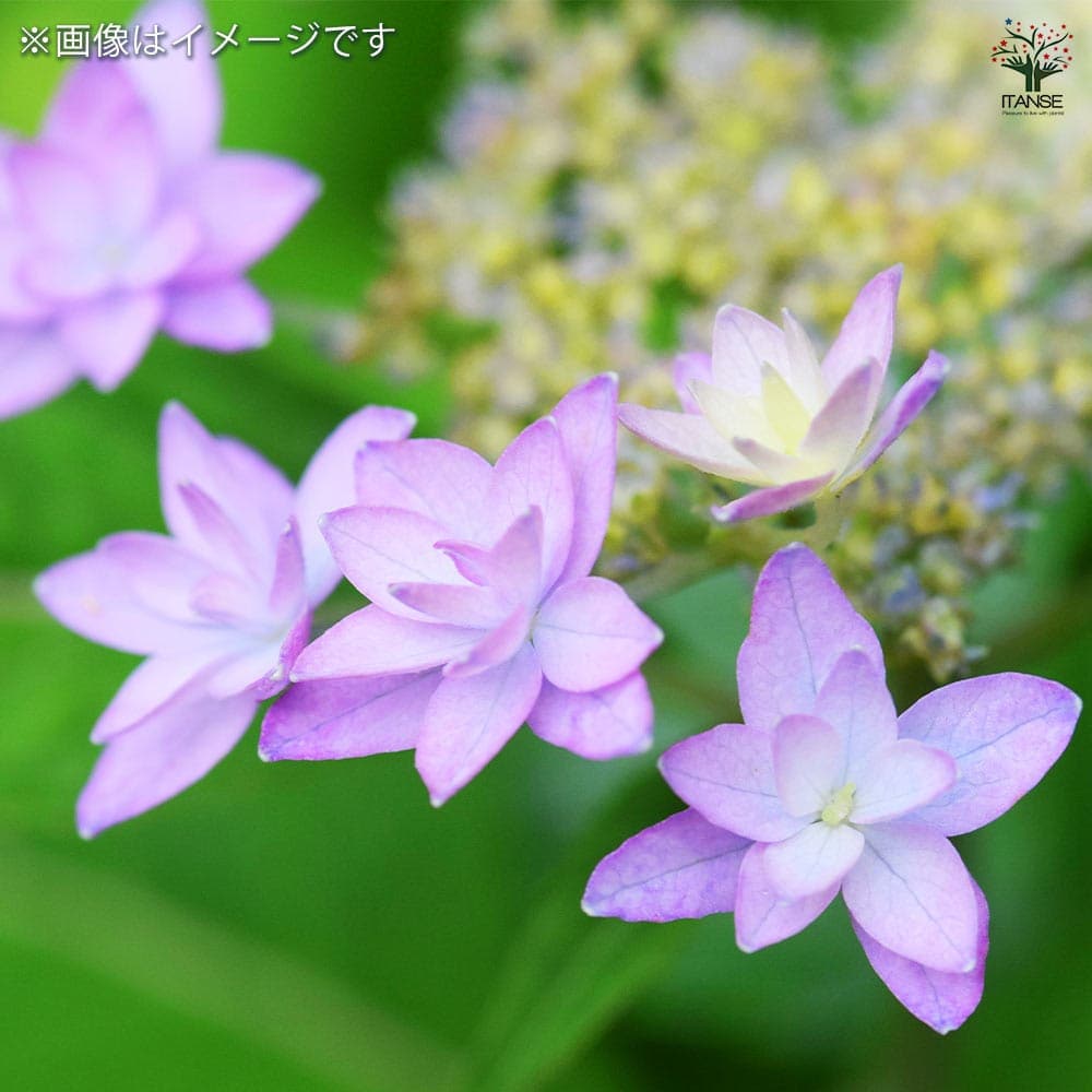 山アジサイ 剣の舞 【花木苗 3号】｜ 【植物のITANSE】全品送料