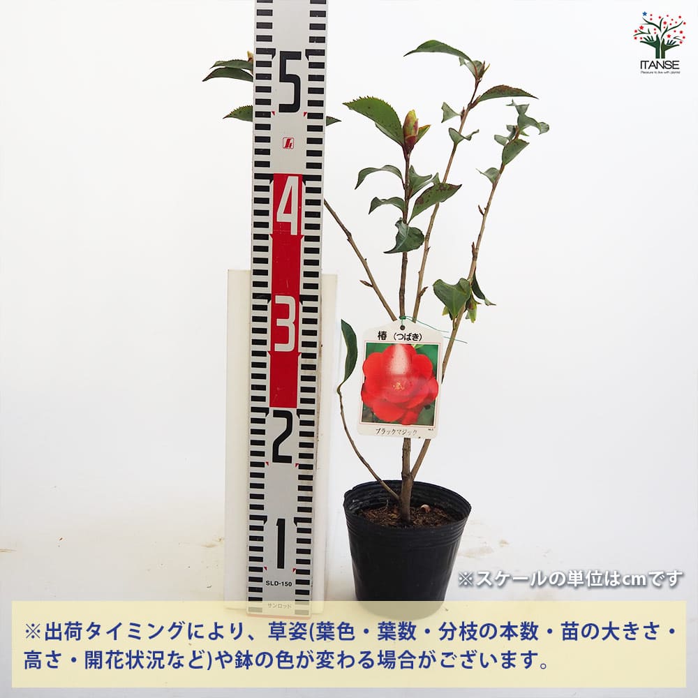 椿(ツバキ)の苗木 ブラックマジック 【花木苗 4～4.5号／1個売り