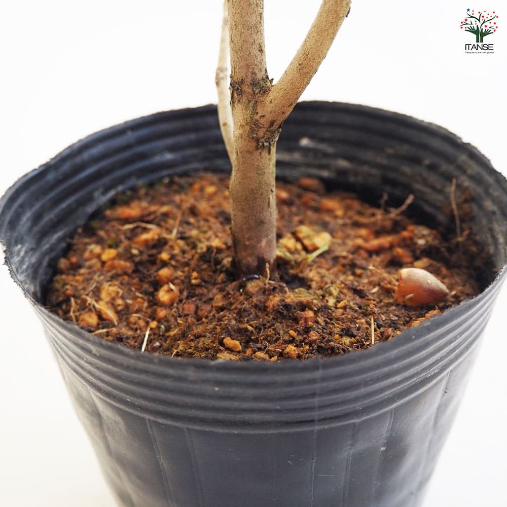 椿(ツバキ)の苗木 ブラックマジック 【花木苗 4～4.5号／1個売り