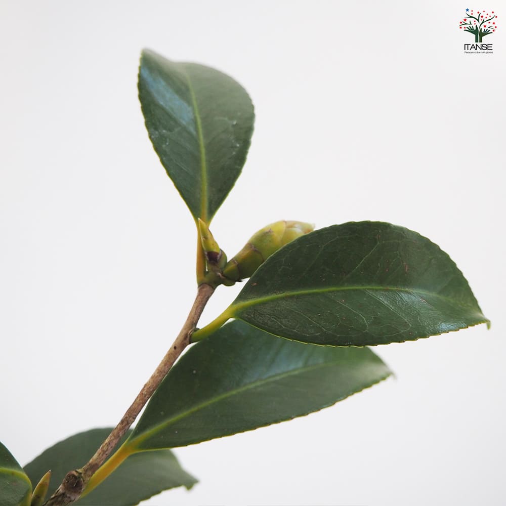 ② 単品購入不可　夏木 椿(ツバキ)の苗木 五月姫 【花木苗 4～4.5号／1個売り】｜ 【植物の